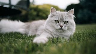 Ziua Internațională a Pisicii. Top cele mai frumoase rase de pisici