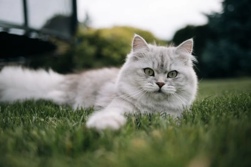 Ziua Internațională a Pisicii. Top cele mai frumoase rase de pisici