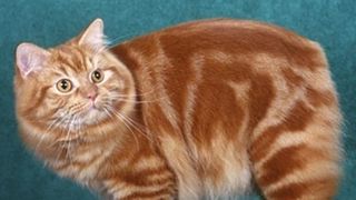 Ziua Internațională a Pisicii. Top cele mai frumoase rase de pisici