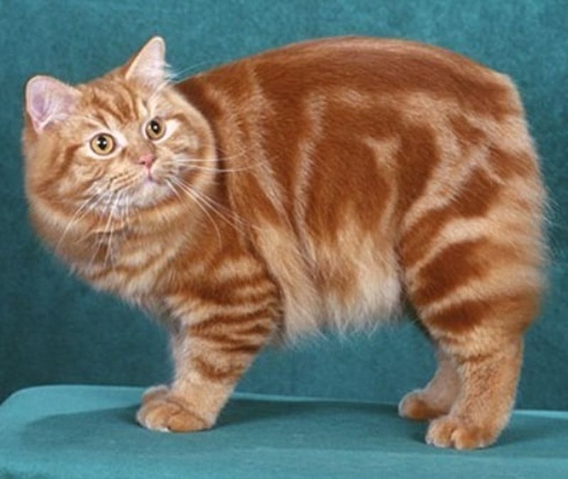 Ziua Internațională a Pisicii. Top cele mai frumoase rase de pisici