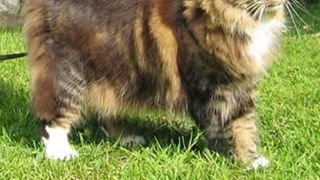 Ziua Internațională a Pisicii. Top cele mai frumoase rase de pisici