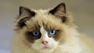 Ziua Internațională a Pisicii. Top cele mai frumoase rase de pisici