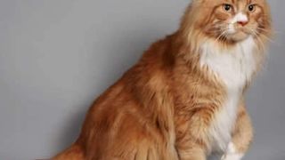 Ziua Internațională a Pisicii. Top cele mai frumoase rase de pisici