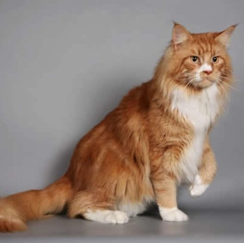 Ziua Internațională a Pisicii. Top cele mai frumoase rase de pisici