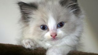 Ziua Internațională a Pisicii. Top cele mai frumoase rase de pisici