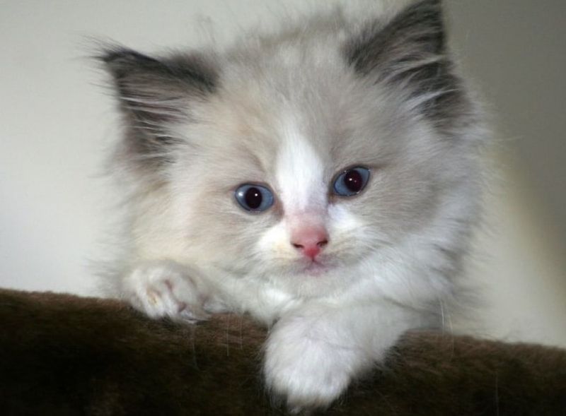 Ziua Internațională a Pisicii. Top cele mai frumoase rase de pisici