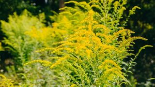 Cum devine o persoană sensibilă la polenul de ambrozie?