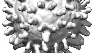 primul-roman-infectat-cu-west-nile