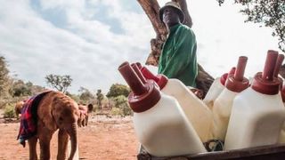 &icirc;ngrijitorul care doarme pe pătură cu puiul de elefant