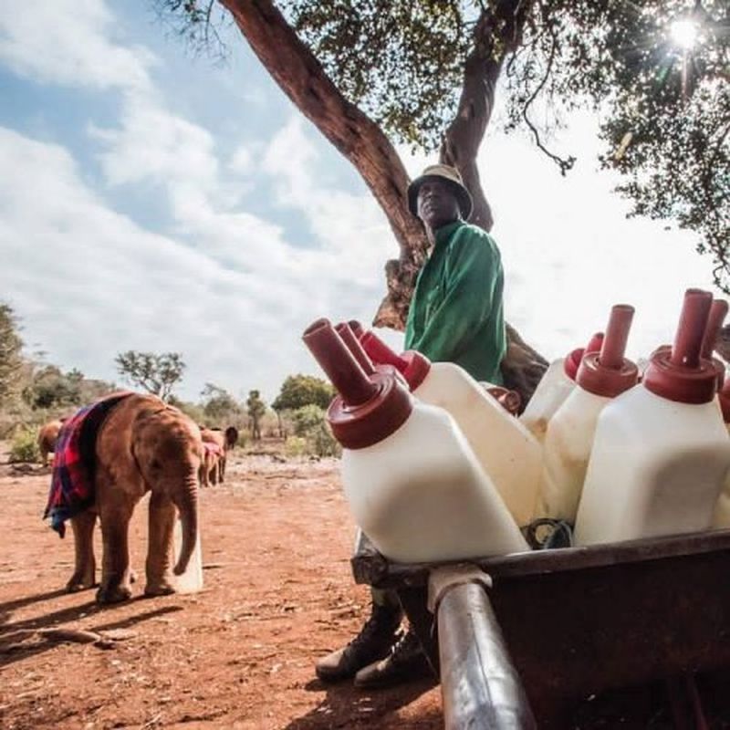 îngrijitorul care doarme pe pătură cu puiul de elefant