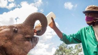 &icirc;ngrijitorul care doarme pe pătură cu puiul de elefant