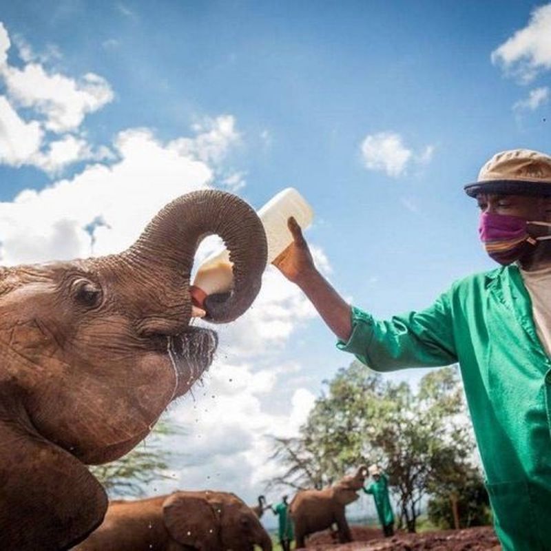 îngrijitorul care doarme pe pătură cu puiul de elefant