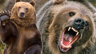 VIDEO | Un bărbat a fost la un pas de moarte după ce a fost atacat de un urs pe care l-a ademenit, pe o şosea din Transilvania 