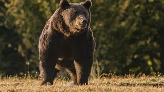 Urs îndepărtat de jandarmi din curtea unei gospodării din Neamț