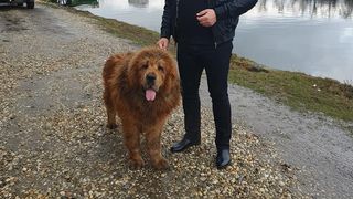 Interlopii Petre Geamănu, Eugen Preda și Nicolae Cristescu au fost lăsați liberi. Vineri urmează să afle dacă vor fi arestați