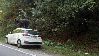 VIDEO| Incident neașteptat pe drumul spre munte. Un urs s-a urcat pe mașina unor turiști