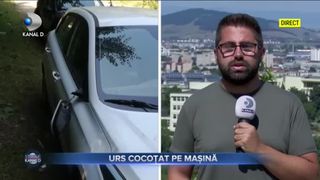 Urs cocoțat pe mașină