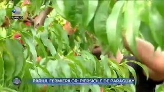 Pariul fermierilor - piersicile de Paraguay