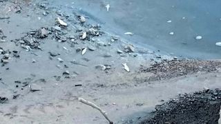 Situație bizară în apele râului Prahova. Reprezentanții Gărzii de Mediu Prahova şi ai Apelor Române au prelevat probe din apă pentru a stabili care este cauza