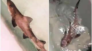 Miracolul vieţii: Un pui de rechin s-a născut într-un acvariu în care există doar femele de mai bine de un deceniu, lăsând cercetătorii italieni uimiţi