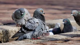 amenzi pentru hrănirea porumbeilor