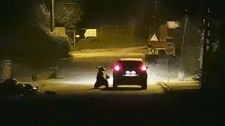 VIDEO | O ursoaică, filmată în timp ce atacă o mașină în mișcare, la Bușteni