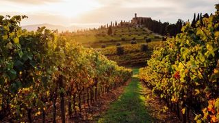 Italia: o călătorie în lumea vinului