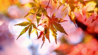 Vremea septembrie 2021: Prognoza meteo pentru prima lună a toamnei