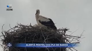 Alertă pentru doi pui de barză