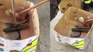 Imagini șocante într-un magazin din România. O viperă a fost găsită într-o ladă de legume