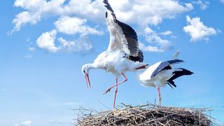 VIDEO | Doi pui de barză au pus pe jar autorităţile dintr-o comună din Arad. Pompierii au venit să salveze puii abandonați, &icirc;nsă barza mamă s-a &icirc;ntors chiar &icirc;n acel moment la cuib