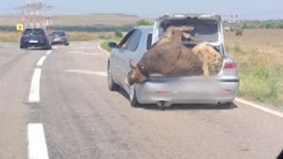 șoferul care  a mers cu o vacă și cu un berbec &icirc;n portbagaj
