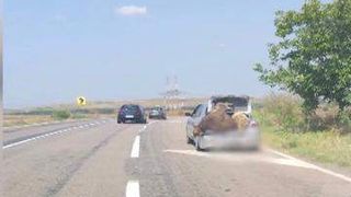 șoferul care  a mers cu o vacă și cu un berbec &icirc;n portbagaj