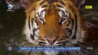 7600 lei, bani publici pentru o bufnita