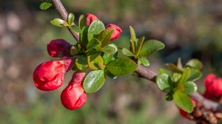 beneficii ceai frunze de gutui