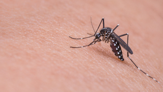 Noi cazuri de infecţie cu virusul West Nile în România, după înțepătura unor țânțari