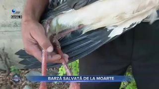 Barza salvată de la moarte