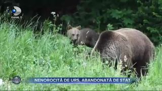 Nenorocită de urs, abandonată de stat