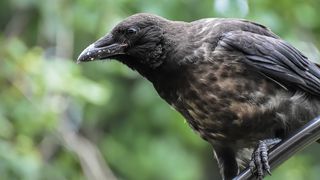 VIDEO | După ce au interzis hrănirea porumbeilor în oraș, autoritățile din Brașov cer undă verde de la Ministerul Mediului pentru relocarea sau împușcarea ciorilor