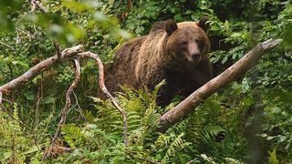 Un tânăr de 25 de ani, rănit grav după ce a fost atacat de urs