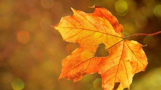 Prima zi de toamnă 2021: Mesaje şi felicitări frumoase pentru toamnă