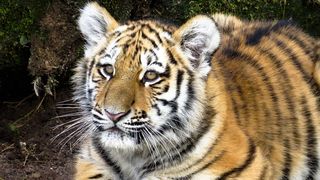 animale vaccinate &icirc;mpotriva covid-19