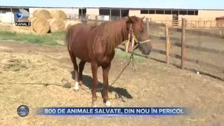 800 de animale salvate, din nou &icirc;n pericol