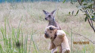 cangurul care &icirc;mbrățișează un urs de pluș