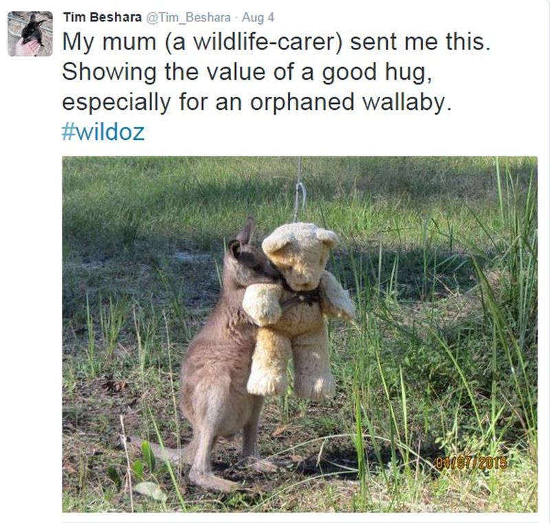 cangurul care îmbrățișează un urs de pluș