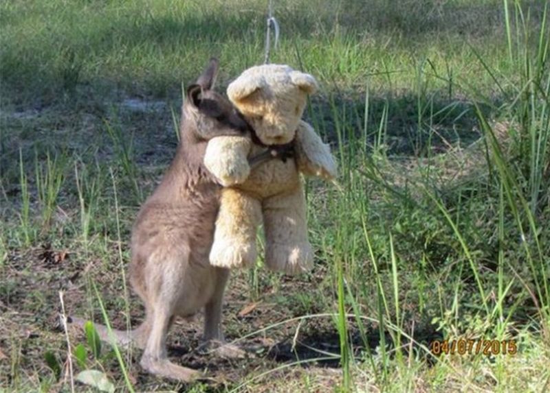 cangurul care îmbrățișează un urs de pluș