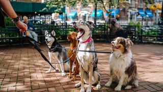 Răpirea animalelor de companie va fi considerată faptă penală în Marea Britanie