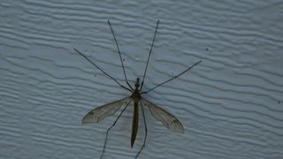 West Nile a făcut prima victimă! Un bărbat din Dolj a murit din cauza virusului