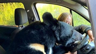 rusoaica care merge cu mașina alături de un urs