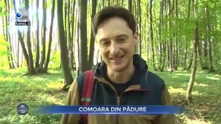 Comoara din pădure